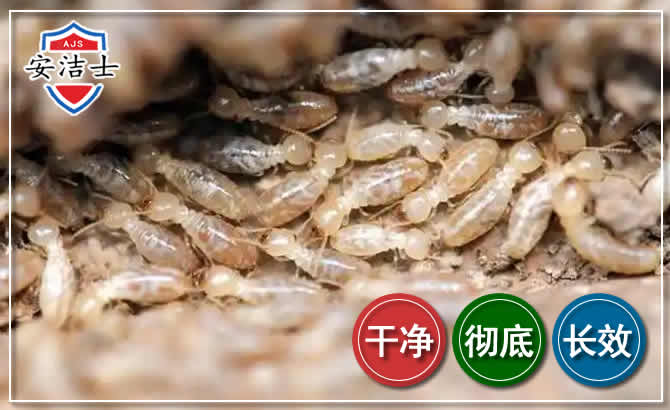路桥区白蚁防治