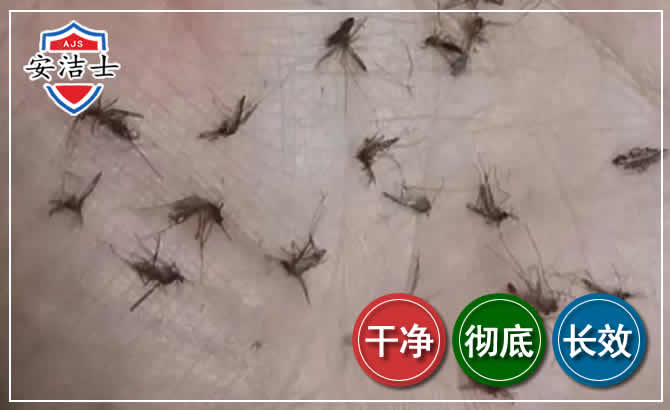 路桥区蚊子防治-灭蚊
