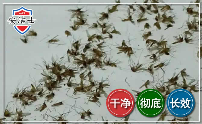 路桥区苍蝇防治-灭蝇