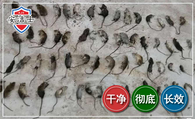 路桥区鼠害防治-灭鼠