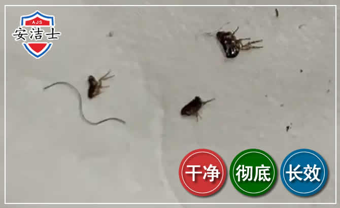 路桥区跳蚤防治-灭跳蚤