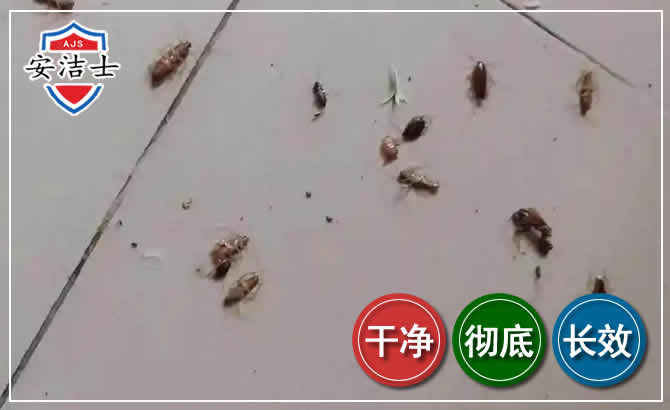 路桥区蟑螂防治-灭蟑螂