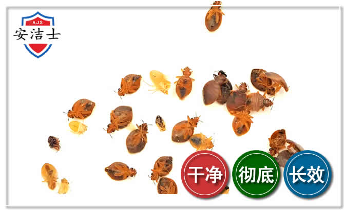 路桥区臭虫防治-消灭臭虫